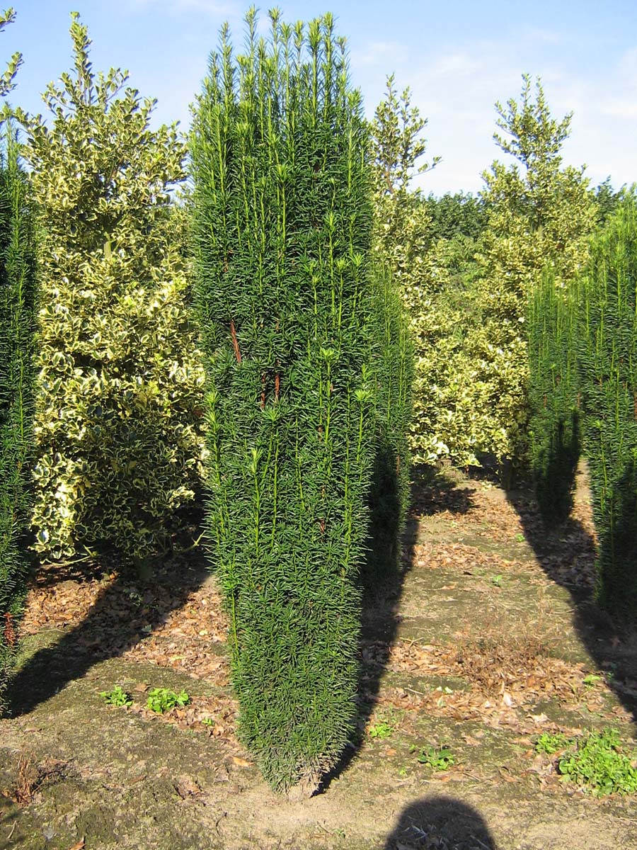 Taxus baccata 'Fastigiata' solitair solitair