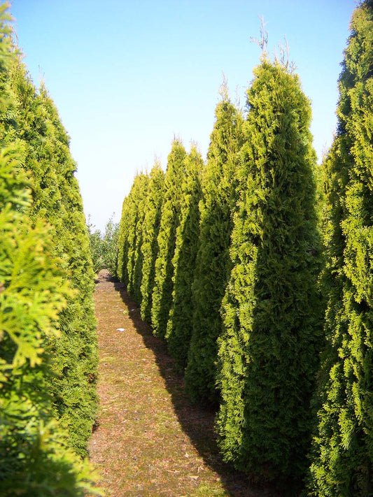 Thuja occidentalis 'Smaragd' solitair solitair