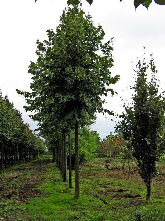 Tilia americana 'Nova' op stam op stam