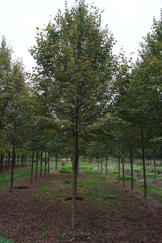 Tilia cordata 'Rancho' op stam op stam