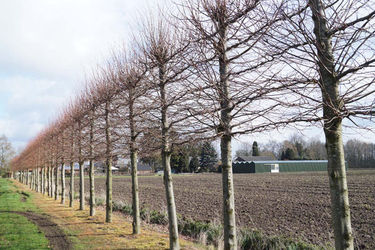 Tilia europaea 'Pallida' leiboom leiboom