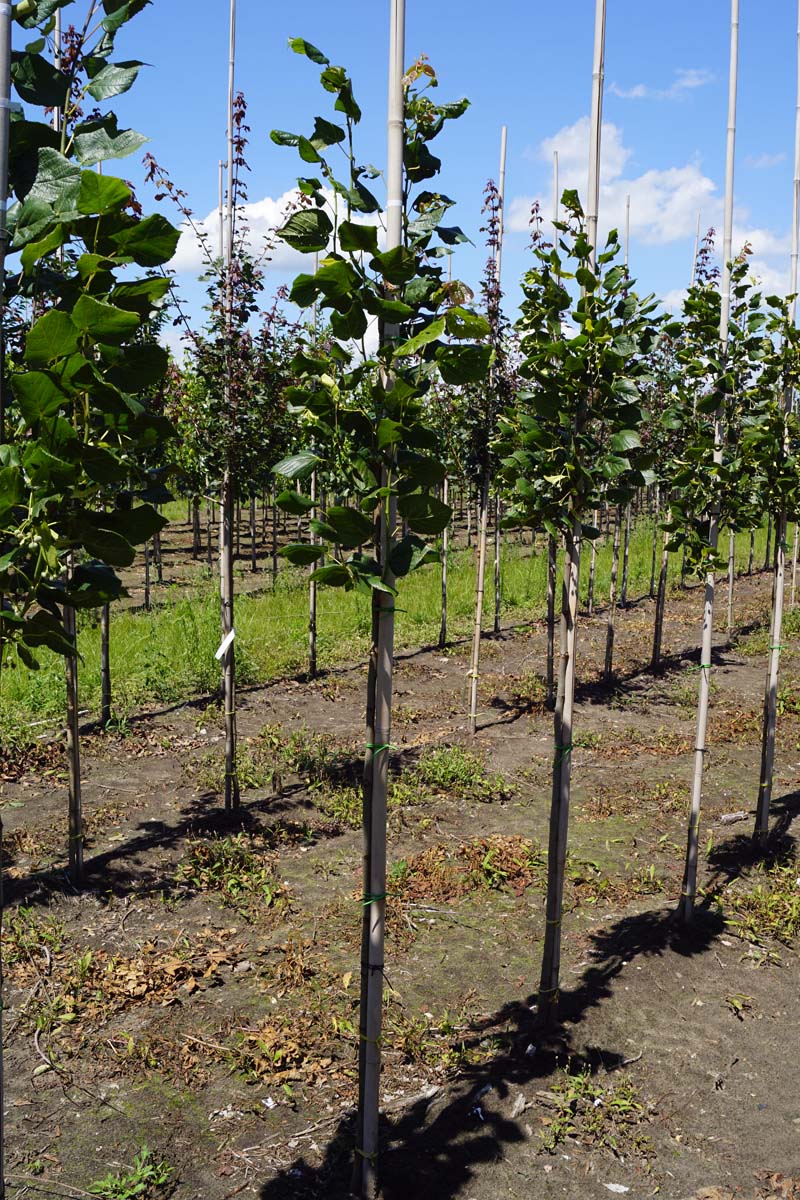 Tilia kiusiana op stam op stam