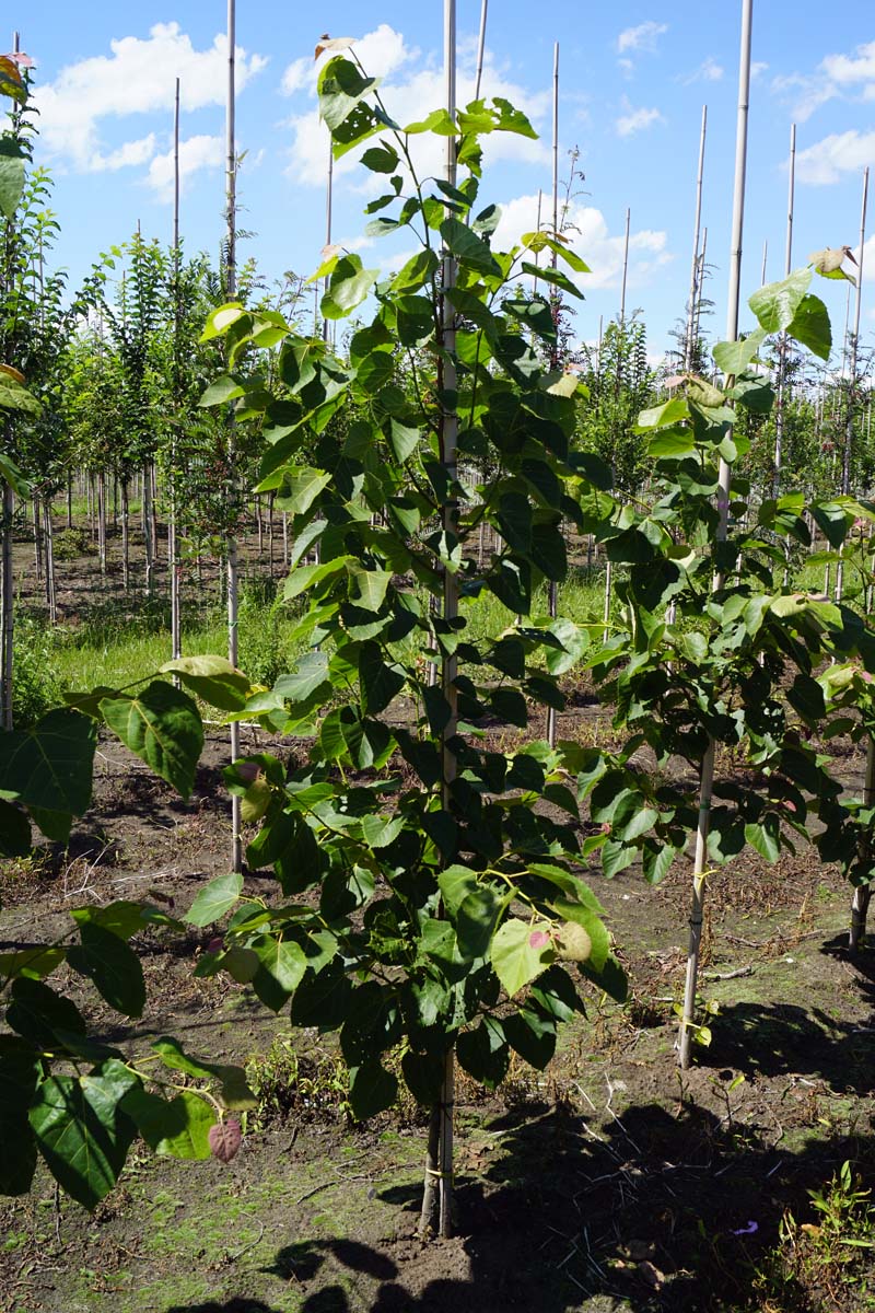 Tilia mandshurica op stam op stam