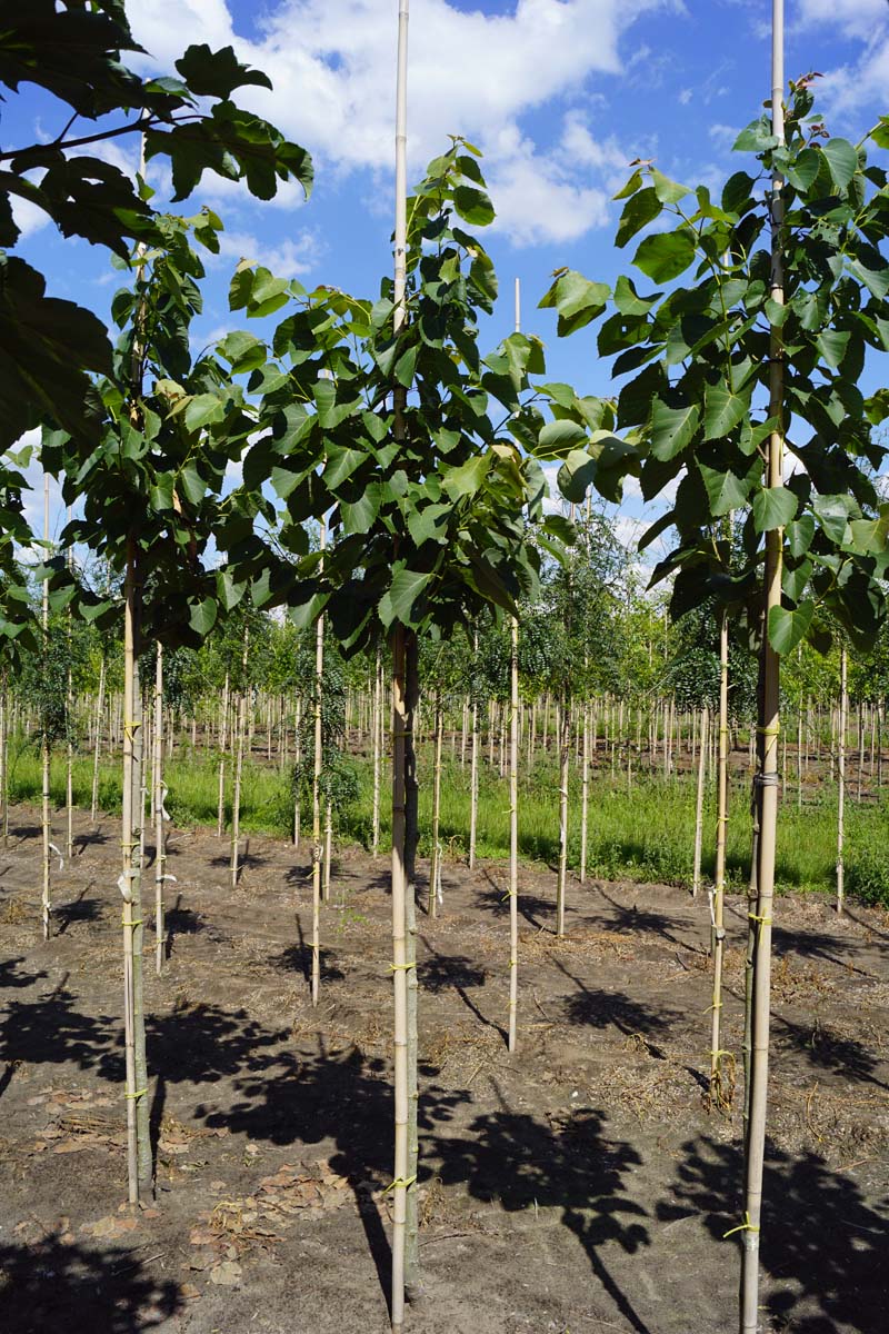 Tilia mandshurica op stam op stam