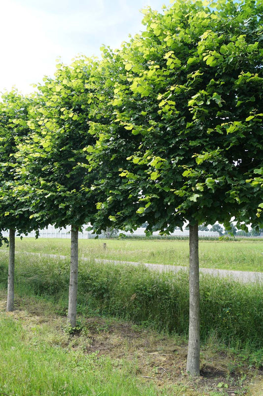 Tilia platyphyllos op stam op stam