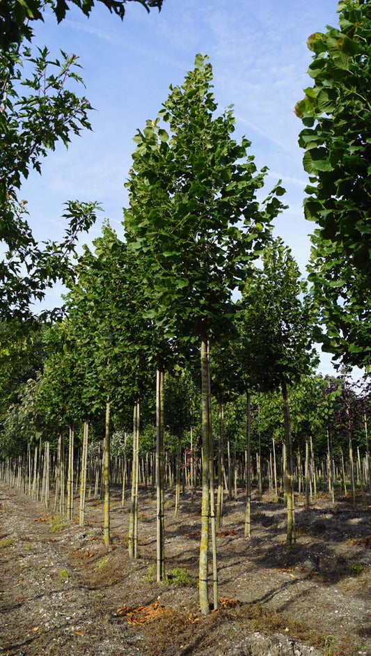 Tilia platyphyllos 'Rubra' op stam op stam