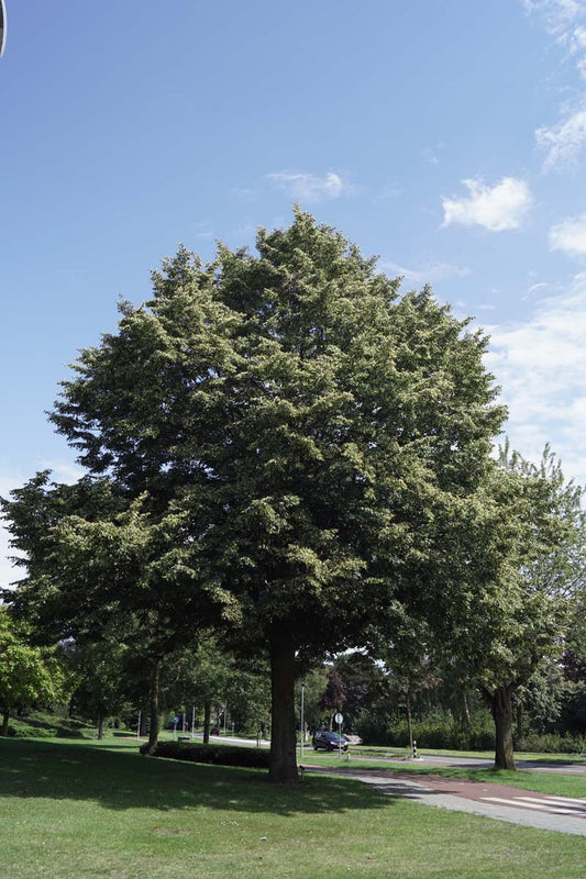 Tilia tomentosa op stam op stam