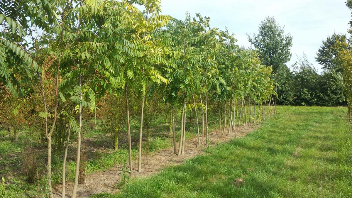 Toona sinensis meerstammig / struik meerstammig