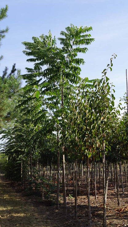 Toona sinensis op stam op stam