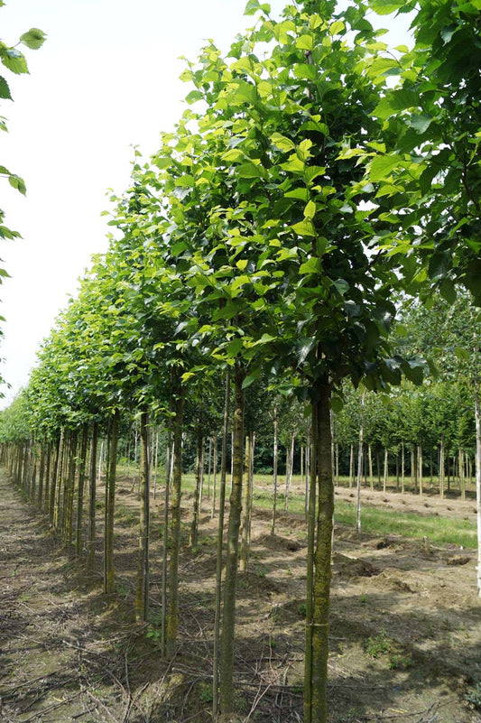 Ulmus 'Dodoens' op stam op stam