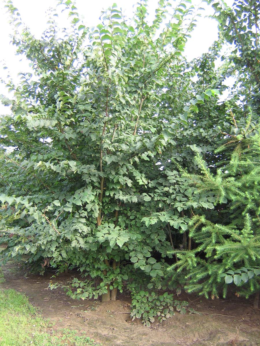 Ulmus glabra meerstammig / struik meerstammig