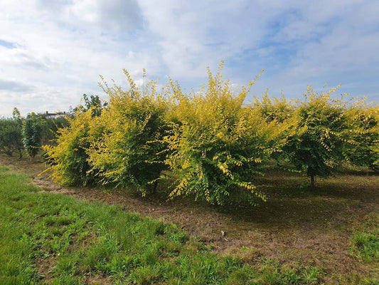 Ulmus parvifolia 'Aurea' meerstammig / struik meerstammig