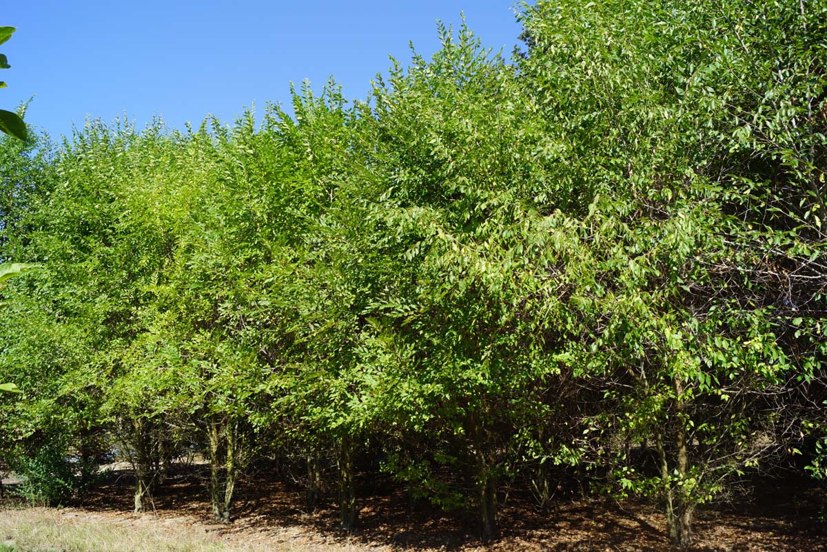 Ulmus pumila meerstammig / struik meerstammig