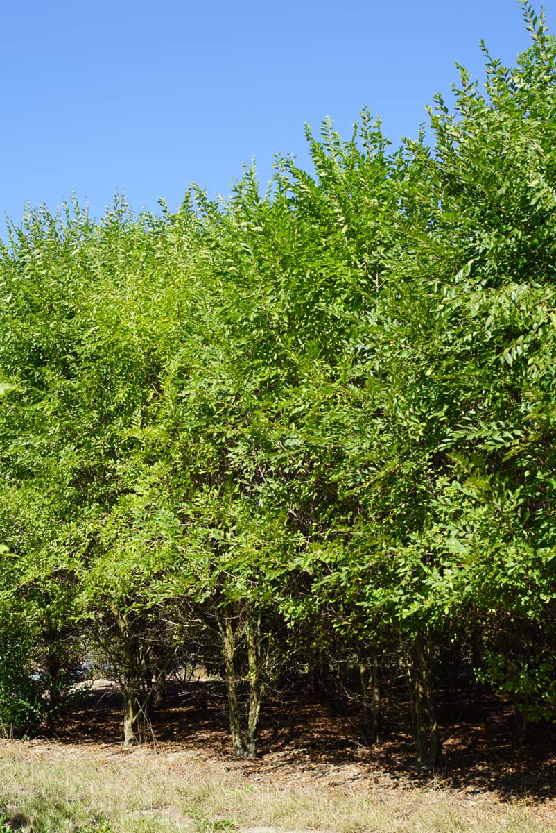 Ulmus pumila meerstammig / struik meerstammig