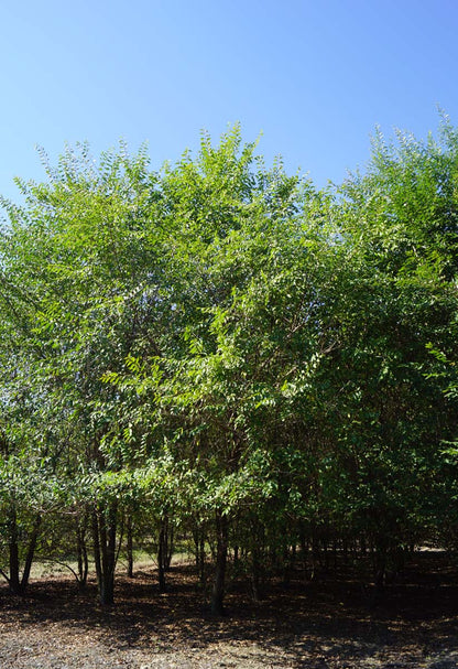 Ulmus pumila meerstammig / struik meerstammig