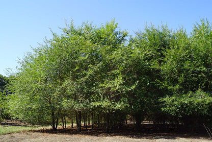 Ulmus pumila meerstammig / struik meerstammig