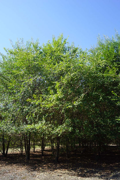 Ulmus pumila meerstammig / struik meerstammig