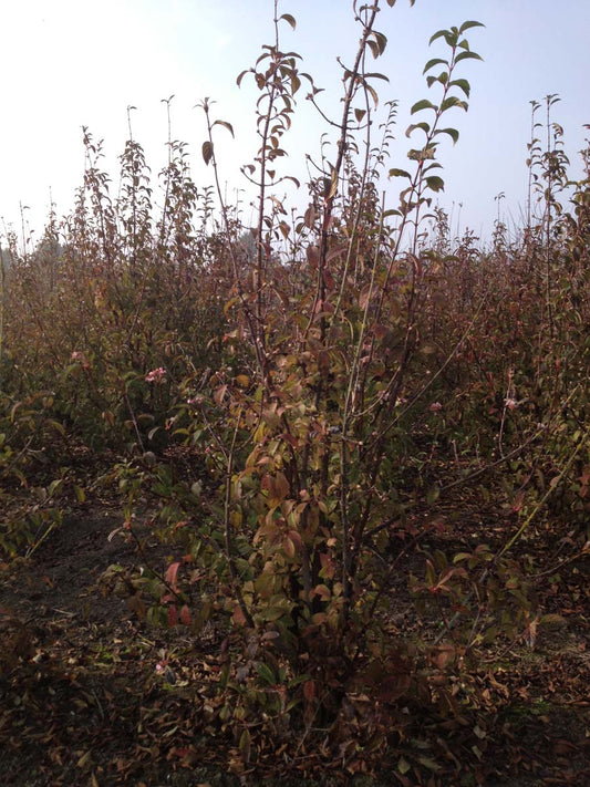 Viburnum bodnantense 'Dawn' meerstammig / struik meerstammig