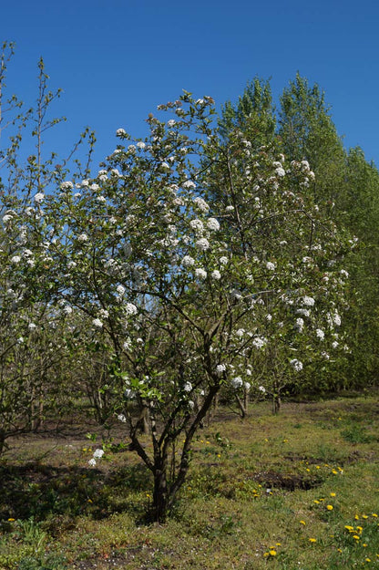 Viburnum burkwoodii meerstammig / struik meerstammig