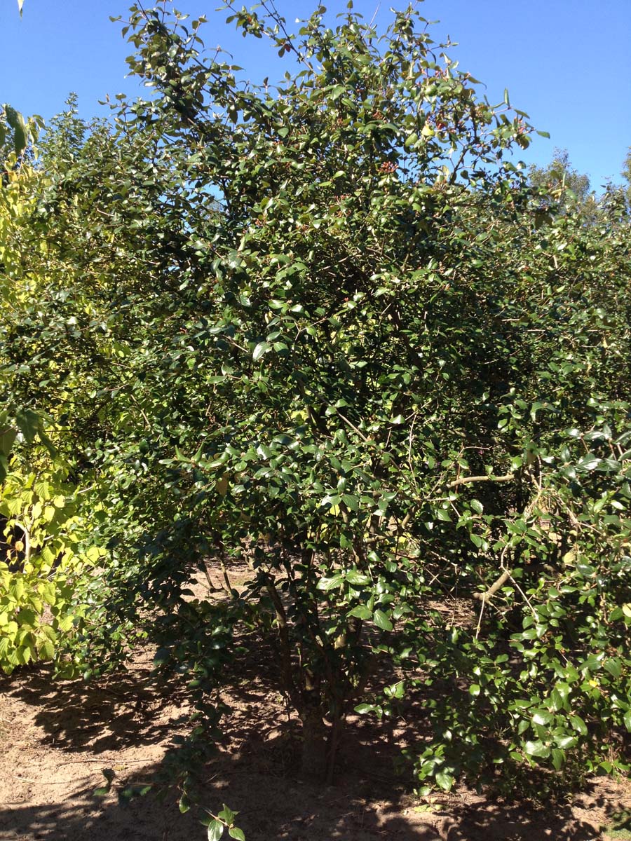 Viburnum burkwoodii meerstammig / struik meerstammig