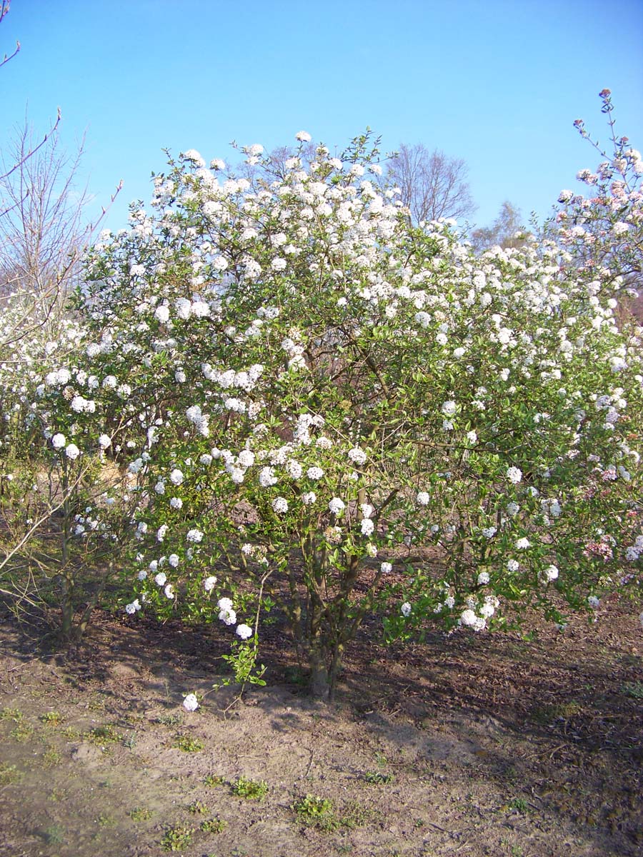 Viburnum burkwoodii meerstammig / struik meerstammig