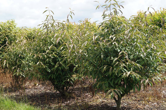 Viburnum henryi meerstammig / struik struik