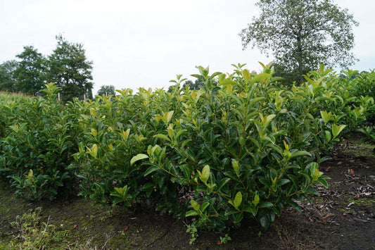 Viburnum tinus 'Lucidum' meerstammig / struik struik