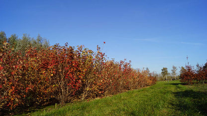 Viburnum opulus Tuinplanten struik