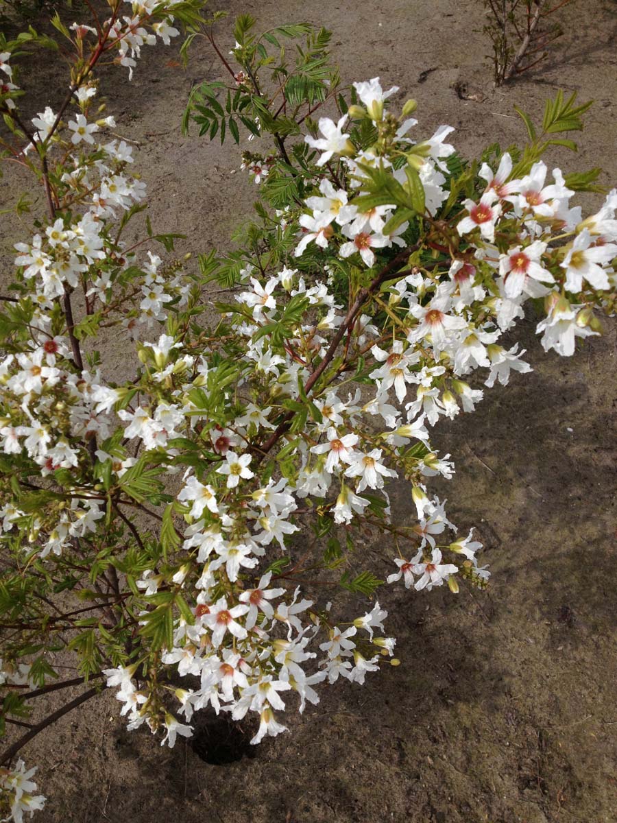 Xanthoceras sorbifolium meerstammig / struik struik