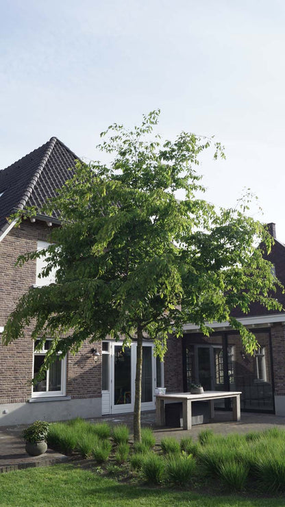 Zelkova serrata op stam op stam