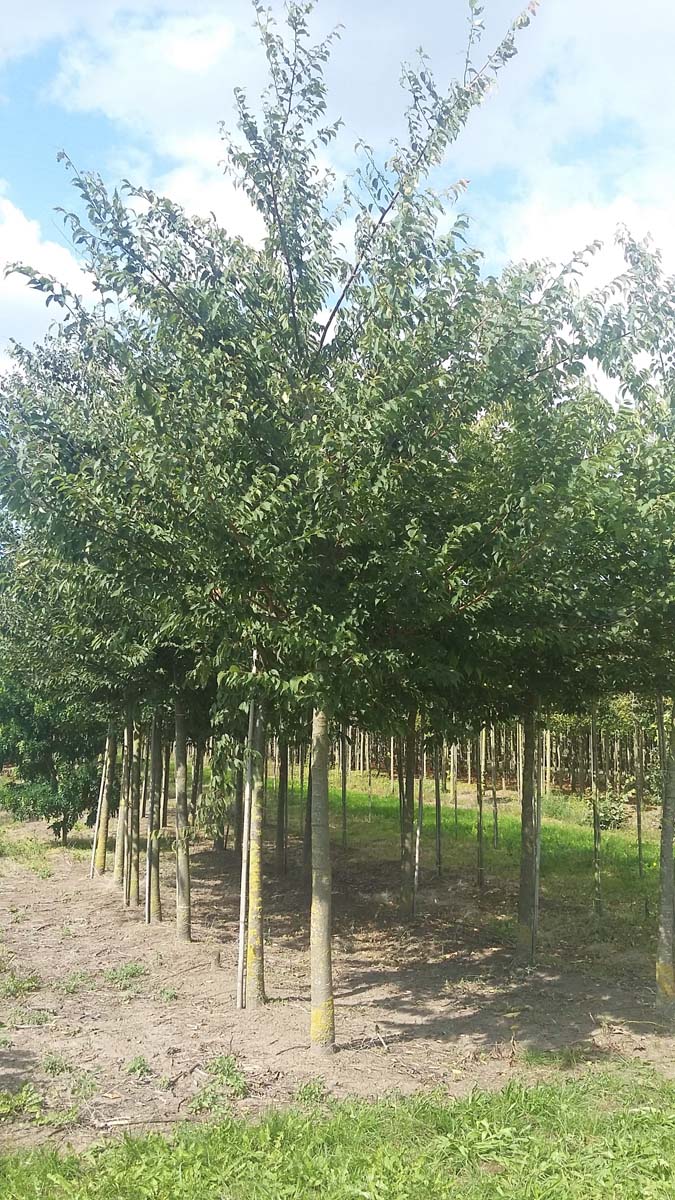 Zelkova serrata op stam op stam