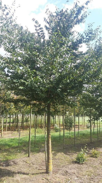 Zelkova serrata op stam op stam