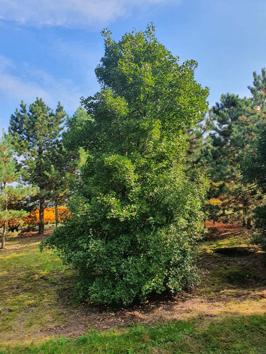 Acer monspessulanum op stam geveerd