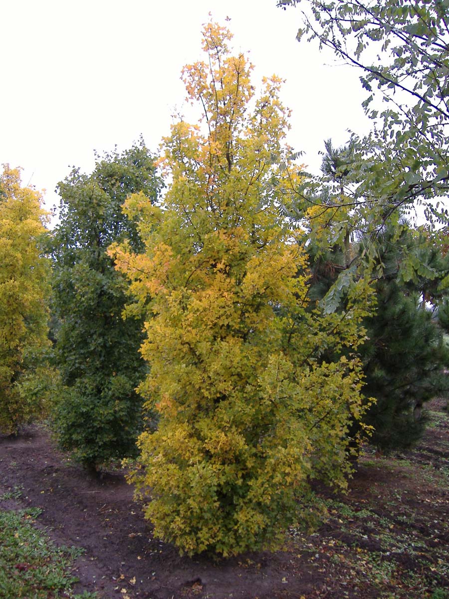 Acer monspessulanum op stam geveerd