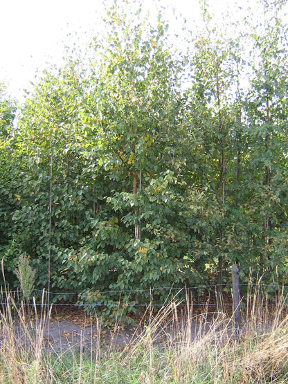 Betula pubescens op stam geveerd