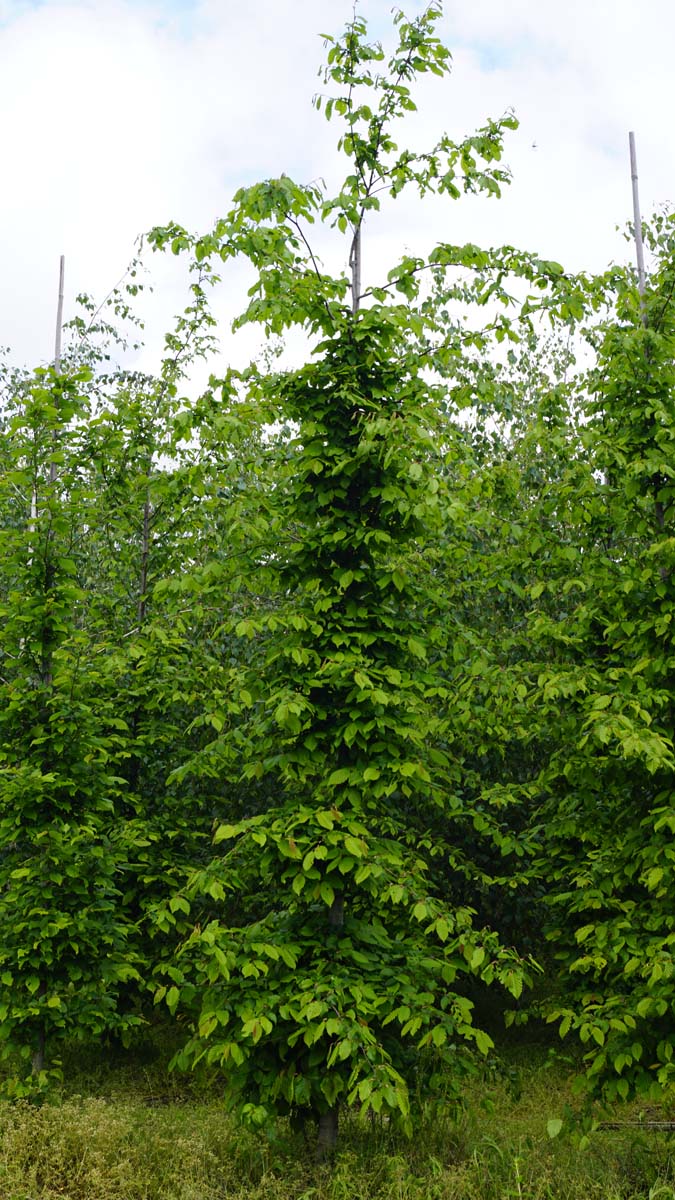 Carpinus betulus op stam geveerd