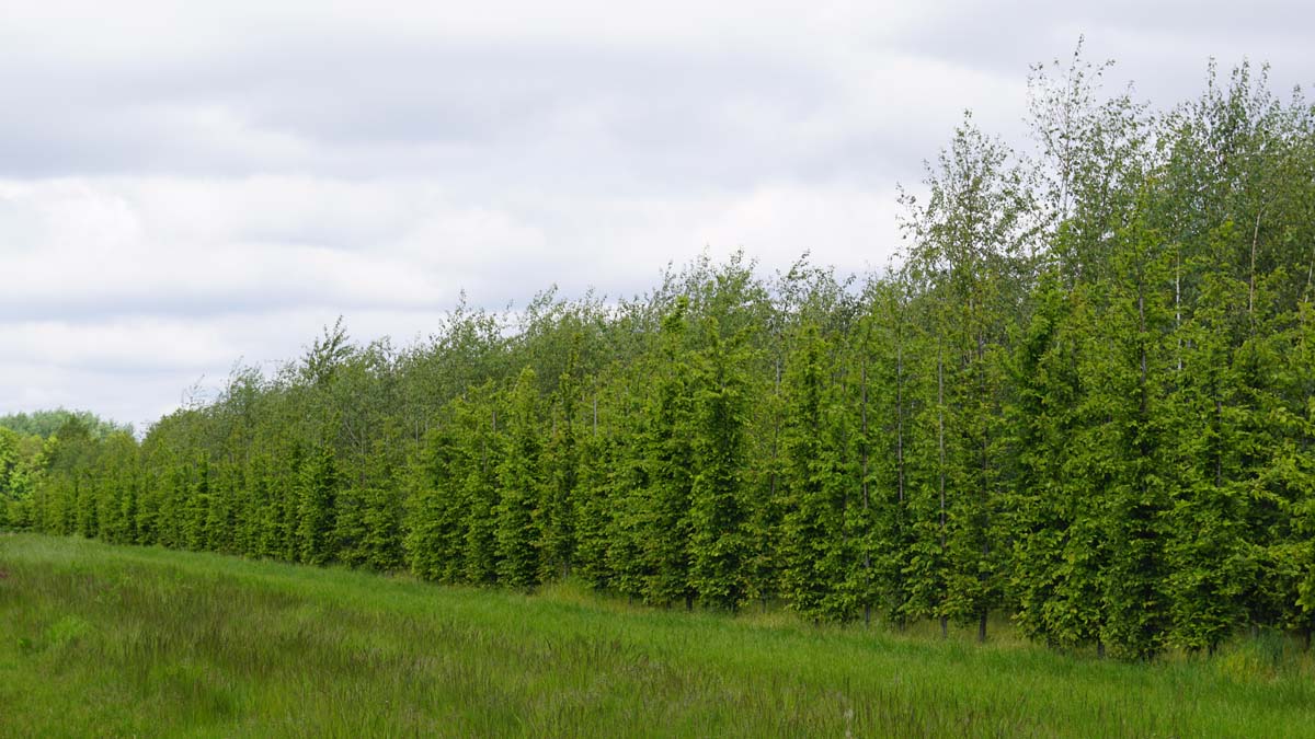 Carpinus betulus op stam geveerd