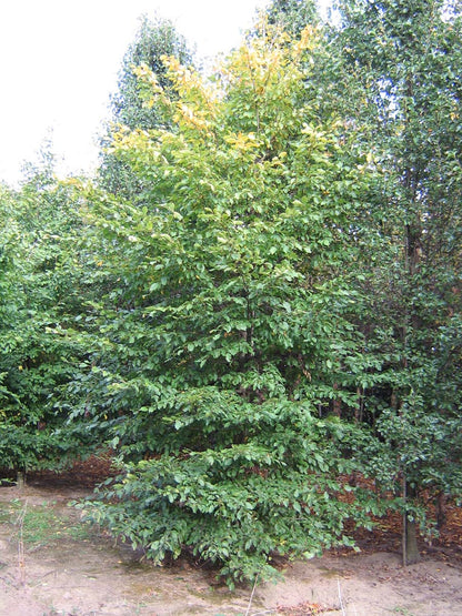 Carpinus betulus op stam geveerd