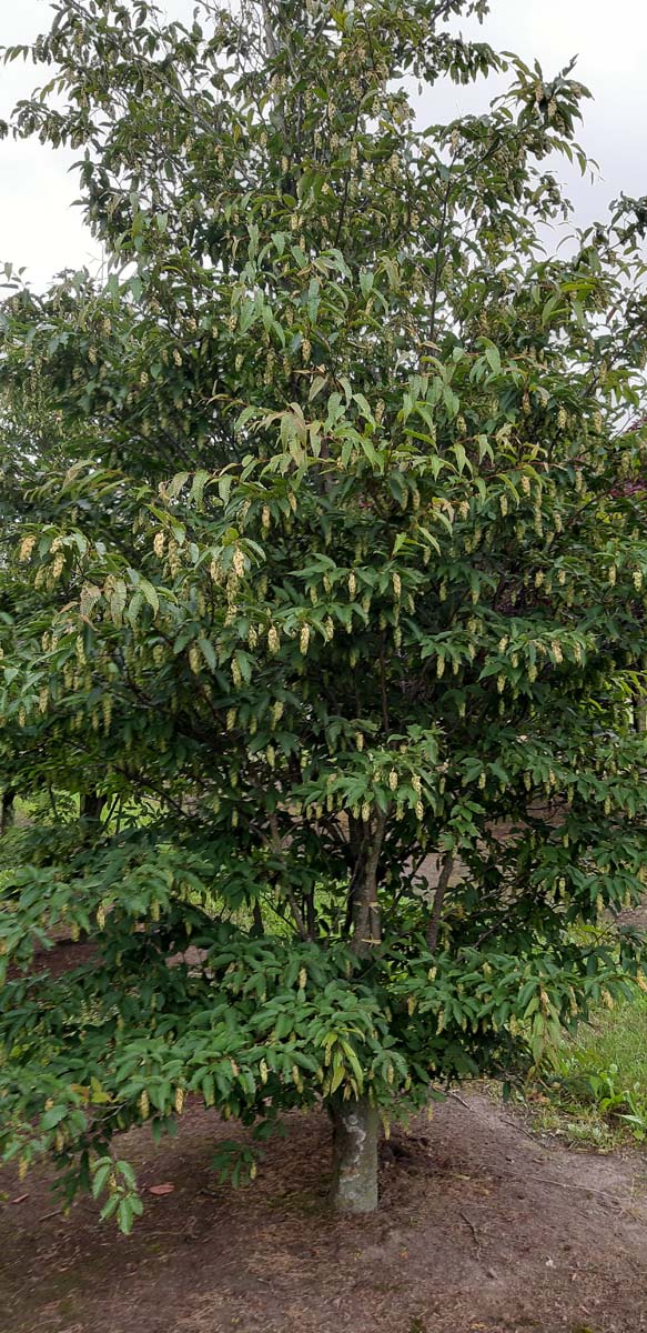 Carpinus japonica op stam geveerd