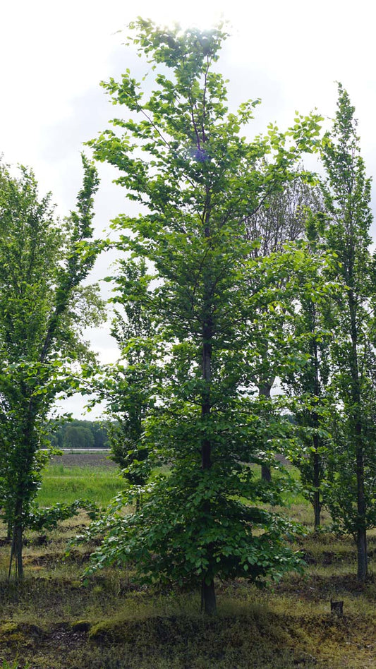 Fagus sylvatica op stam geveerd