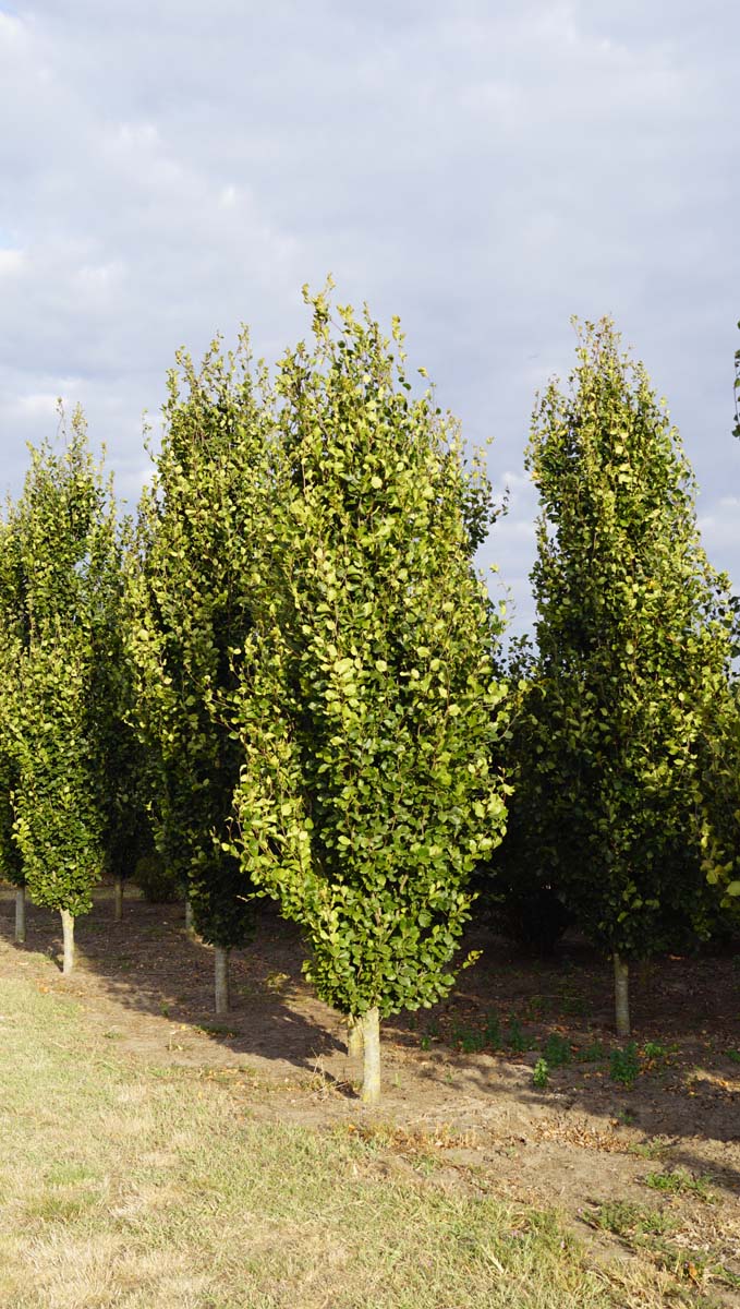 Fagus sylvatica 'Dawyck' op stam geveerd