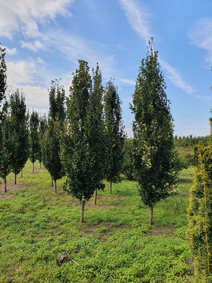 Fagus sylvatica 'Dawyck' op stam geveerd