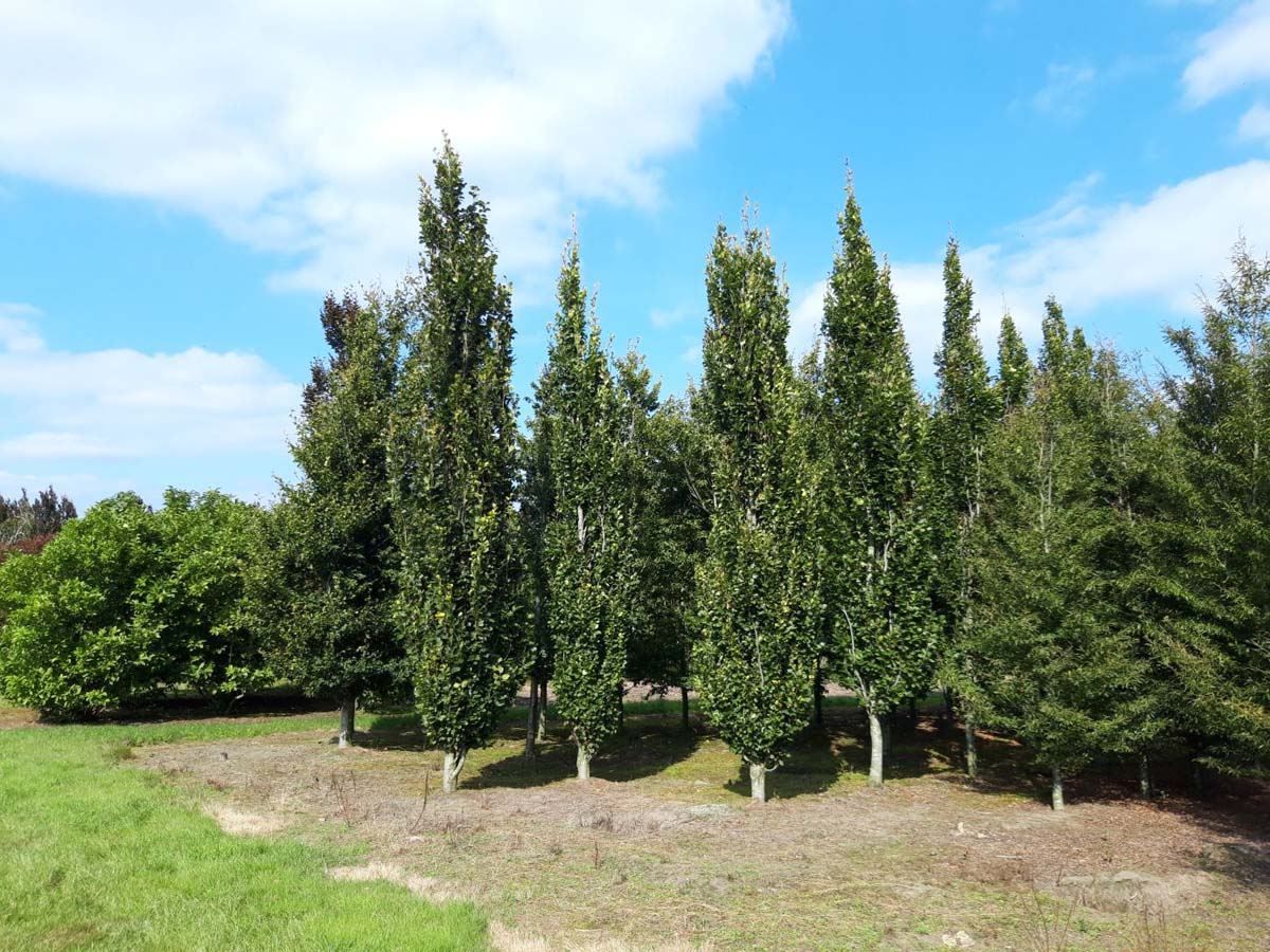 Fagus sylvatica 'Dawyck Gold' op stam geveerd