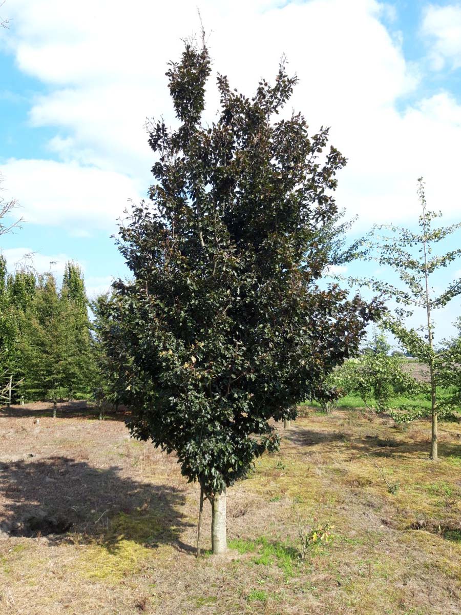 Fagus sylvatica 'Rohanii' op stam