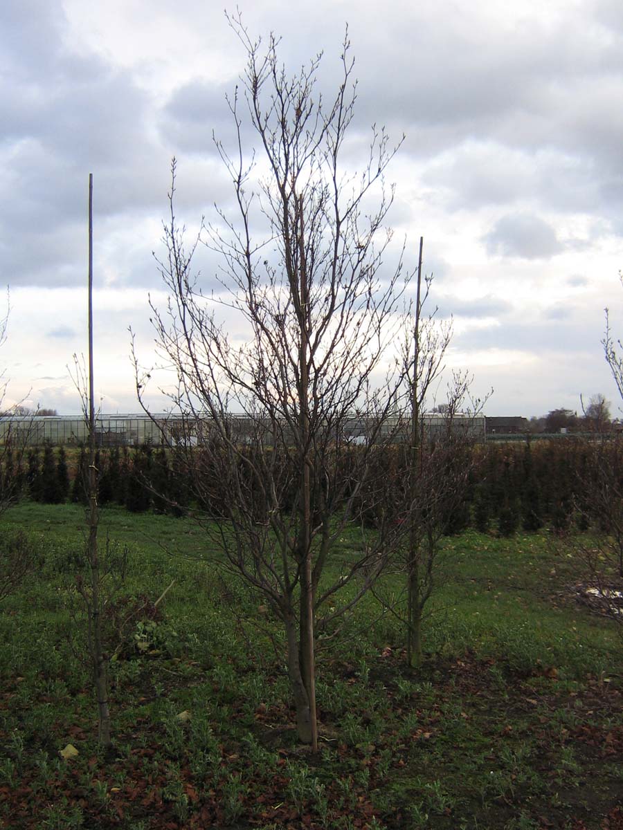 Fagus sylvatica 'Rohanii' op stam geveerd