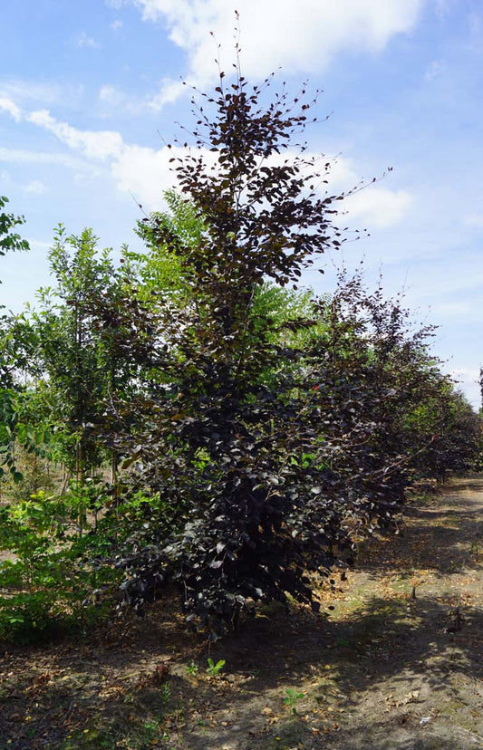 Fagus sylvatica 'Swat Magret' op stam geveerd