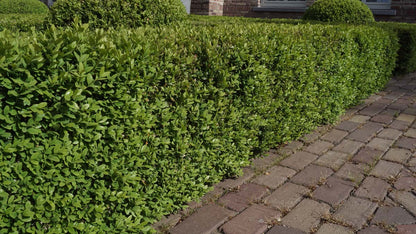 Buxus sempervirens meerstammig / struik struik