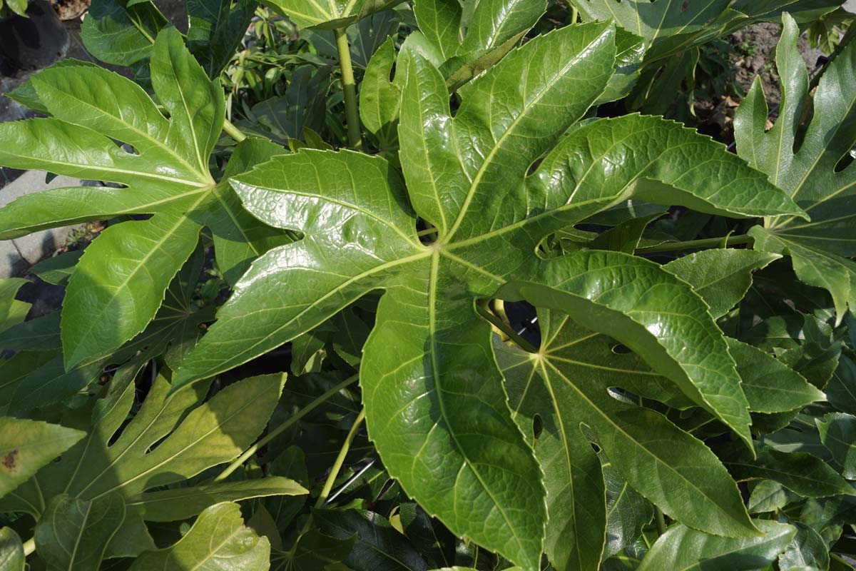 Fatsia japonica Tuinplanten blad