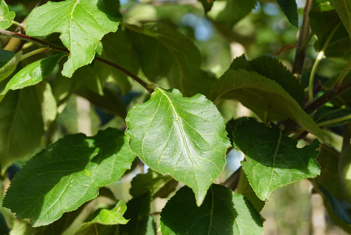 Malus domestica 'Notarisappel' op stam blad