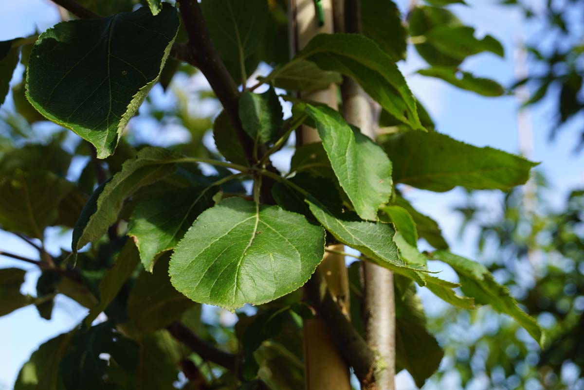 Malus domestica 'Notarisappel' leiboom blad